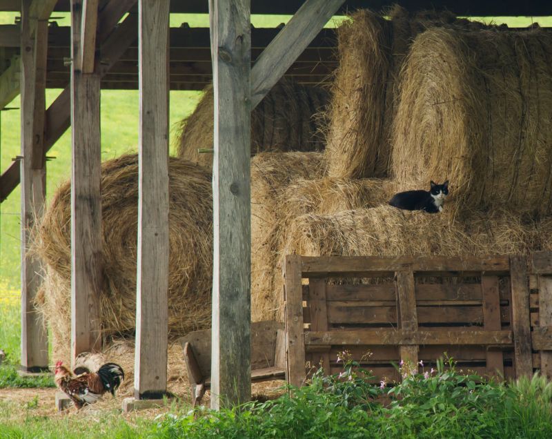 Barn Structural Repair in Olathe, KS