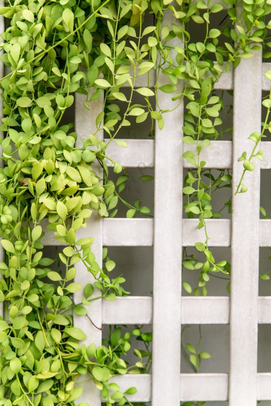 Grape Trellis Installation in Kansas City, KS